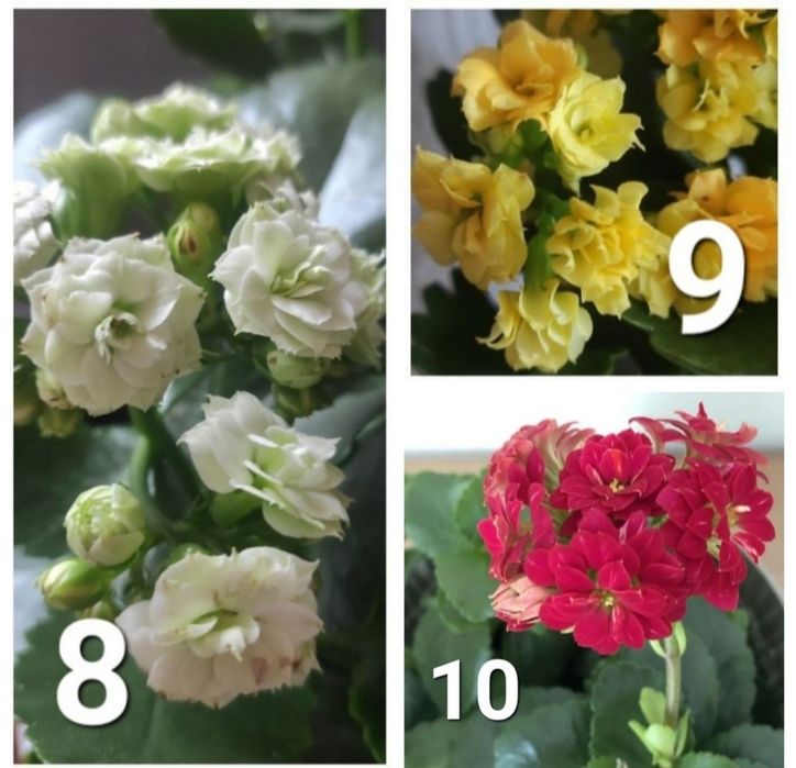 Вазони каланхоє колекція