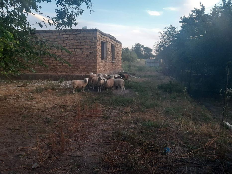 Продам молодих баранчиків