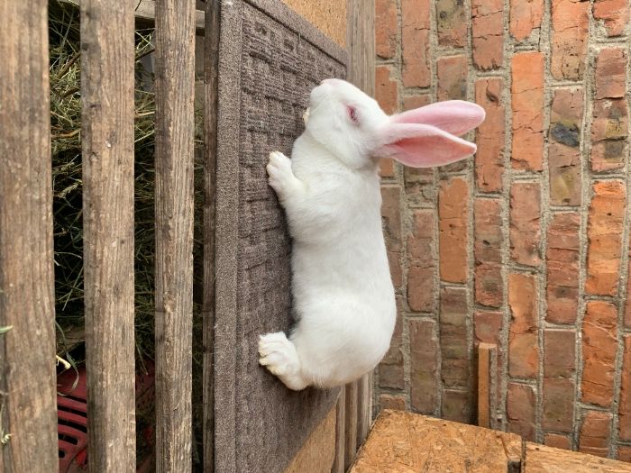 Кролики термондська біла (кролі, термон, термонд, термондская)