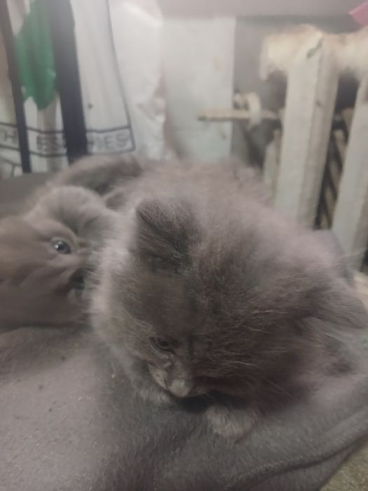 Кошенята  в добрі руки