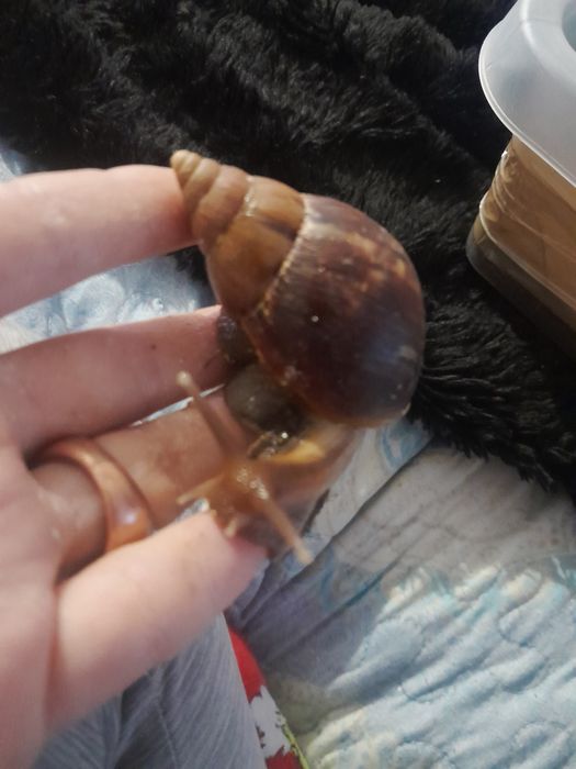 Ślimaki afrykańskie 6cm