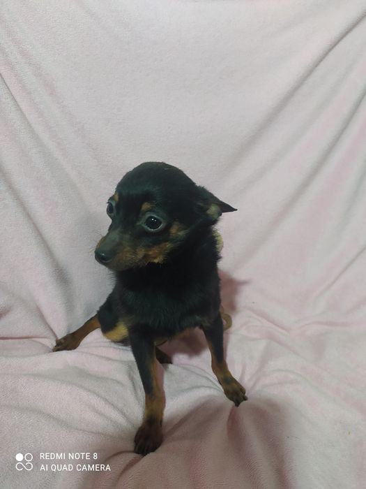 Цуценятко той тер'єр