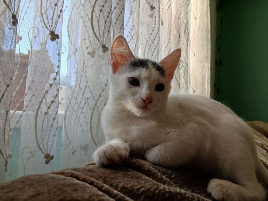 Срочно віддаємо котят в хороші руки