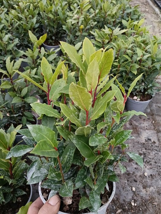 Wawrzyn liść laurowy