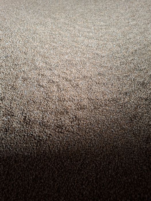 Pszenica na worki i luzem.