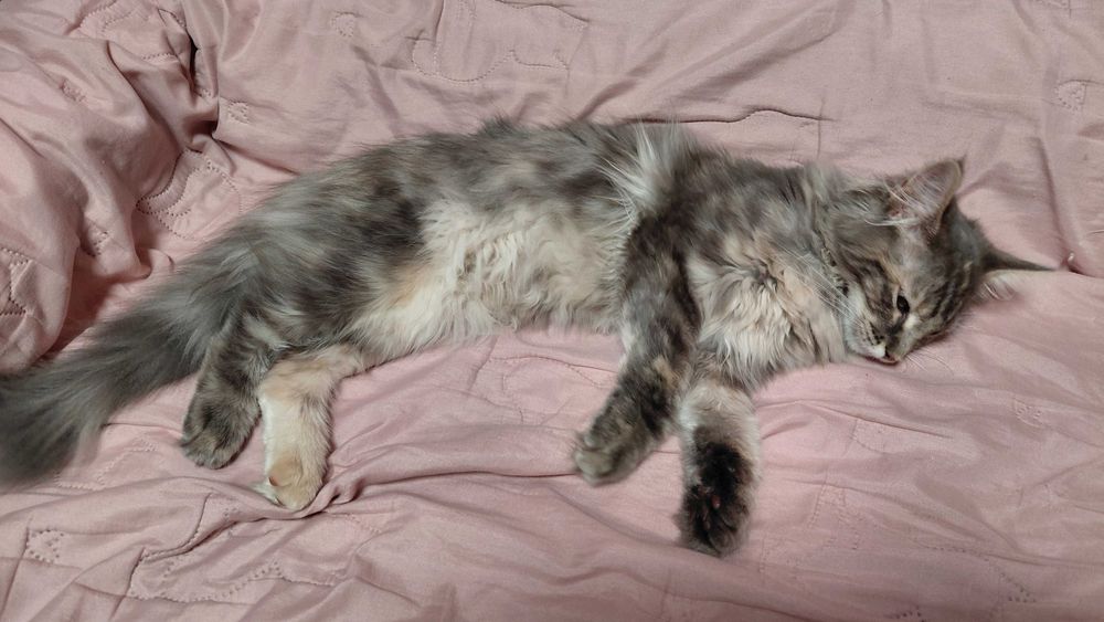 Kotka maine coon z rodowodem