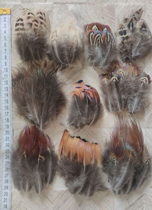 Перья пір'я комплект фазан набір 100 шт перо птахів купити недорого