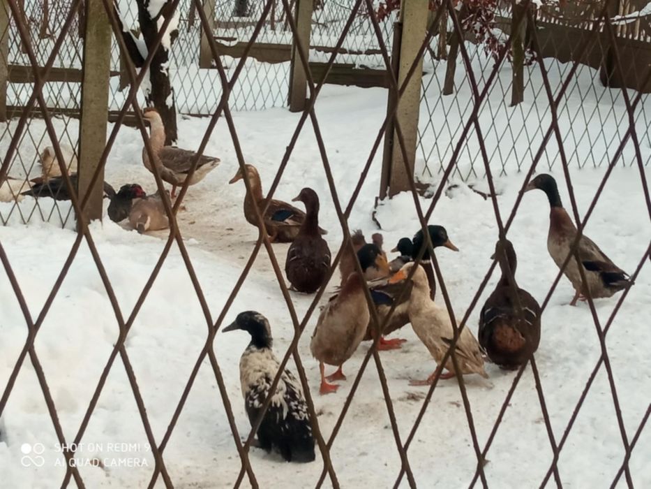 Kaczki i kaczory polegają się do sprzedaży