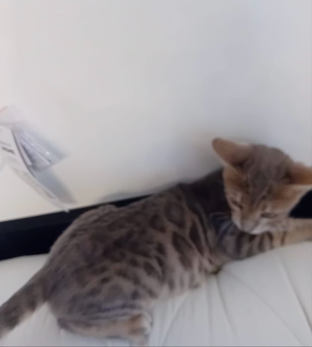 Kocurek Bengalski Niebieski