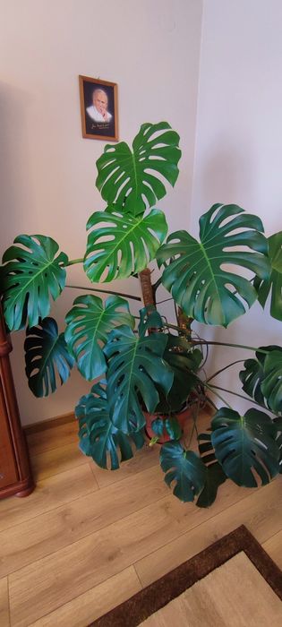 Monstera - 1.6 m wysokość - gęste liście