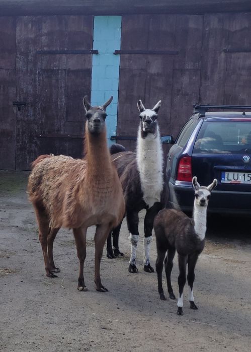 Piękne młode lamy, lama