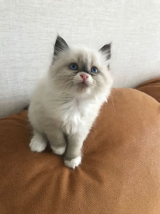 Котята породы Рэгдолл 1,5 мес