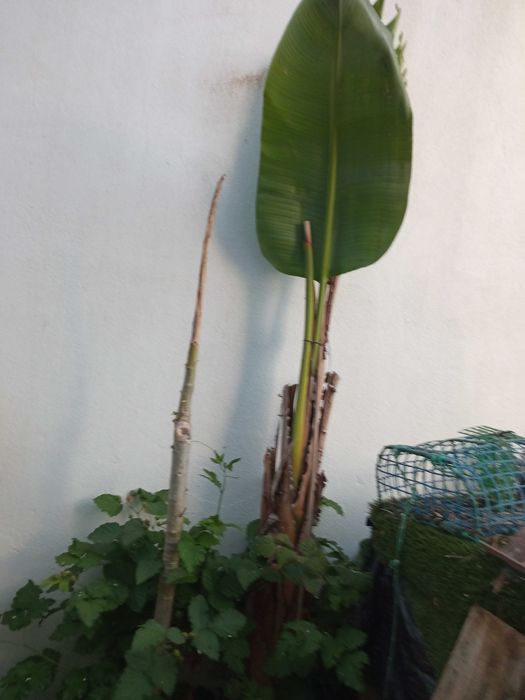 Estrelicia gigante em vaso