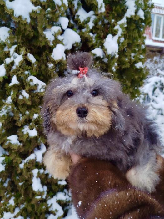 Роскошная МИНИ девочка Ф2, в редком окрасе МЕРЛЕ