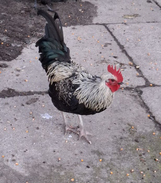 Garnizes para consumo ou reprodução jovens