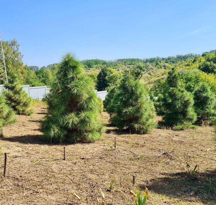 Сосна Жовта (Pinus Ponderosa)