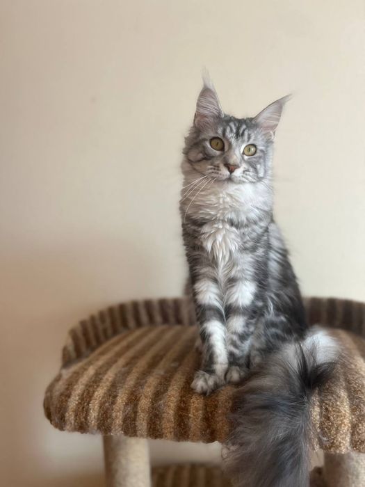 Котята мейн кунята