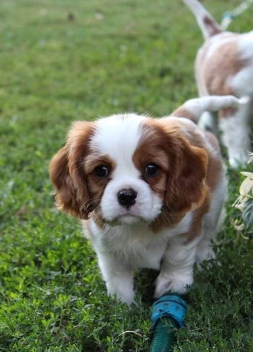 Cavalier King Charles Spaniel szczeniak  super piesek