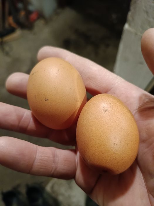 Kury nioski Novogen 24 tygodnie .