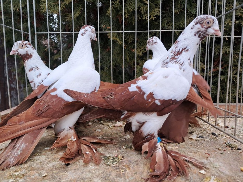 Widyny czerwone  samce I samice