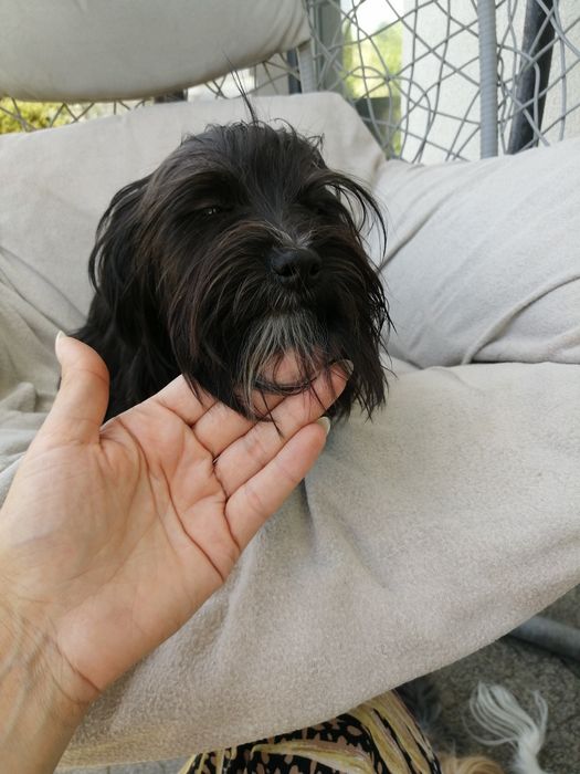 Morkie Yorkshire Terrier piesek rodowód