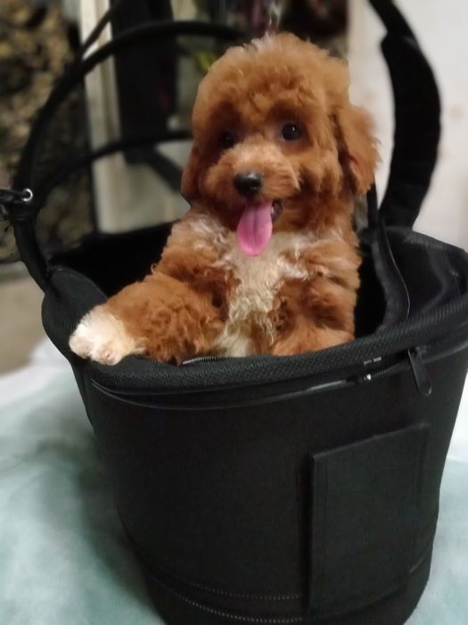 Яскравий малюк F2 Мальтіпу