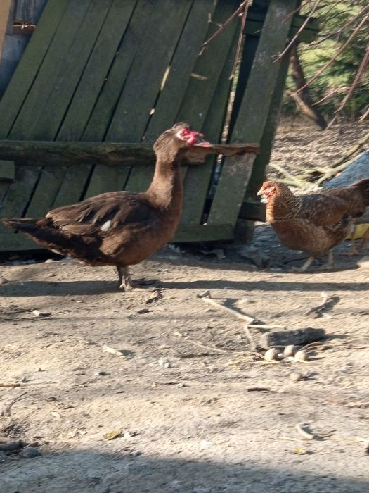 Kaczor francuski czekoladowy