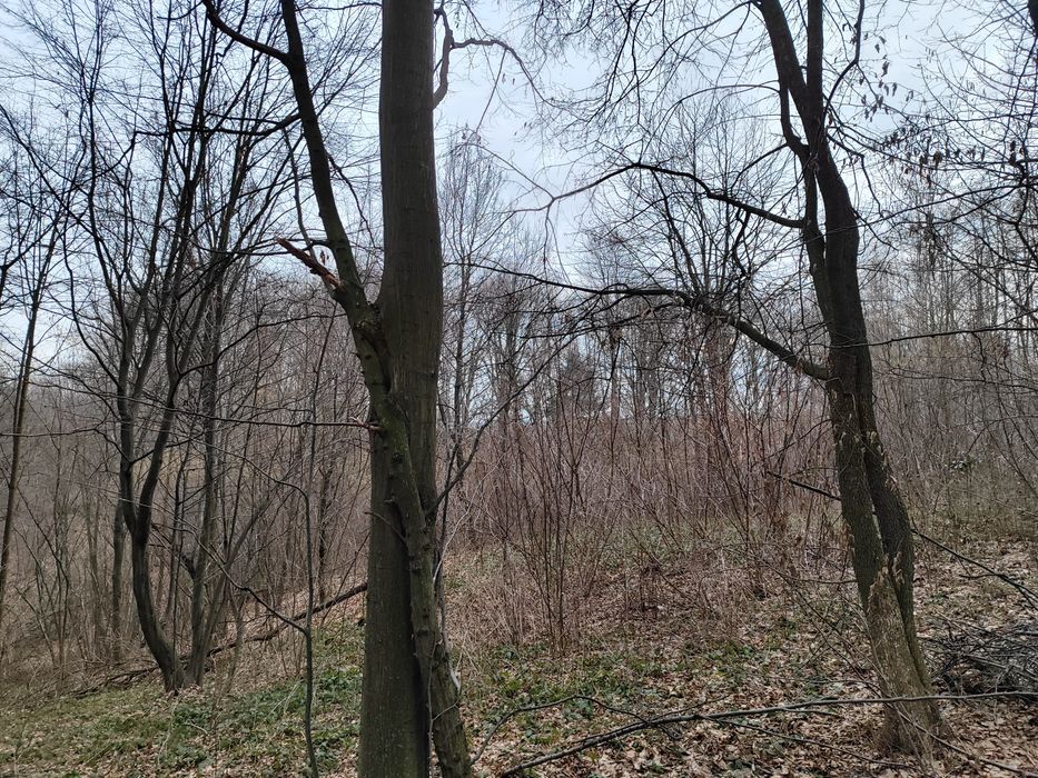 Las mieszany Jodłowa 28arów