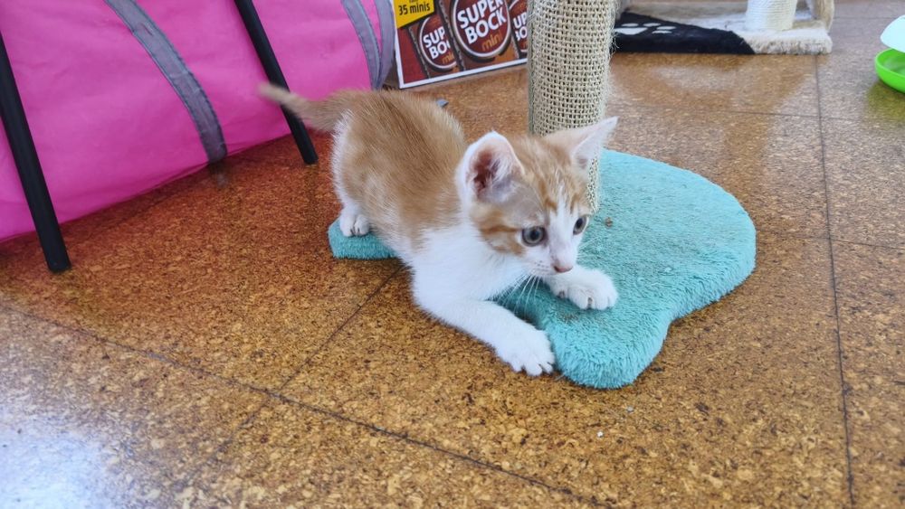 Oliver disponível para adoção
