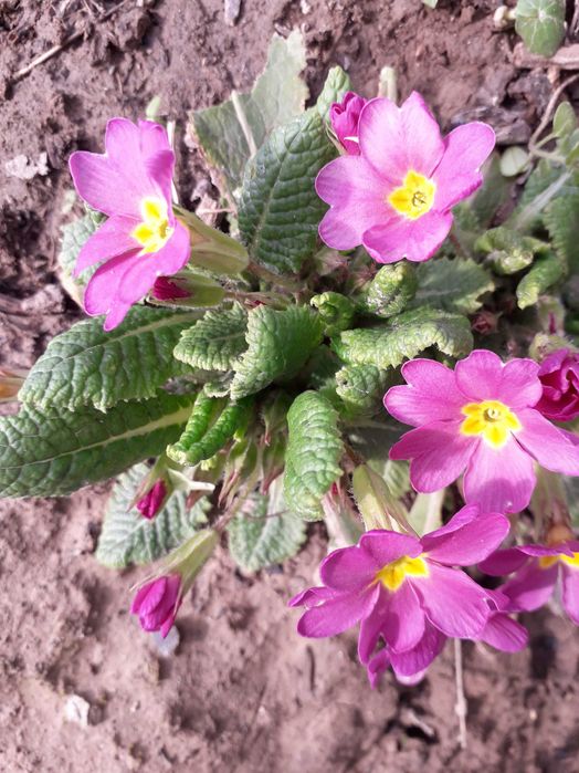 Примула садова багаторічна