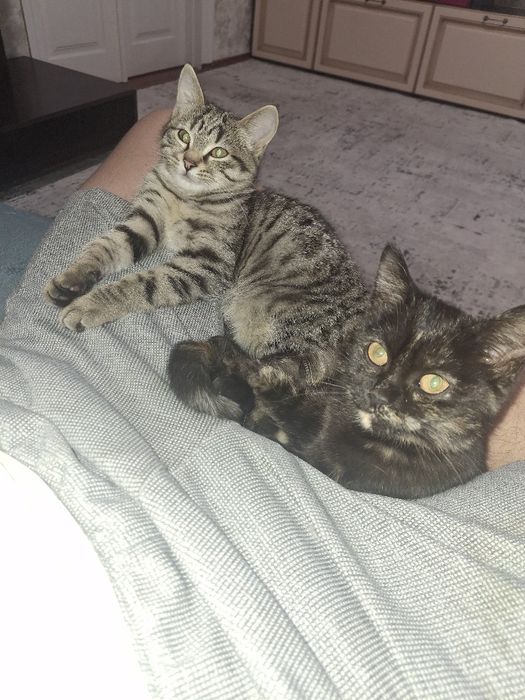 Кошенята безкоштовно