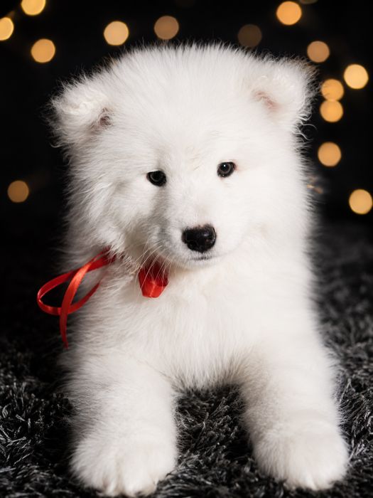 * * * Samoyed * * *