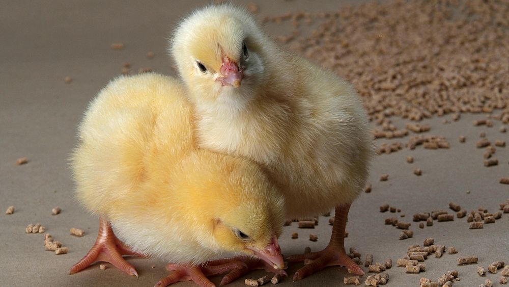 Продаю добові різні курчата,качки,гуси,індики