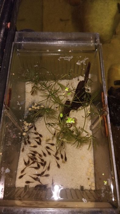 Ancistrus sp. Criação própria