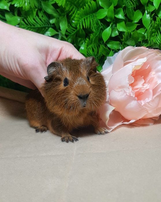 Морская свинка,морська свинка,морские свинки,морські свинки,агути