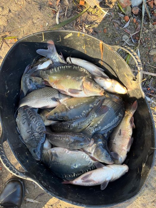 Зарибок, однорічна і двухрічка коропа амура і товстолоба