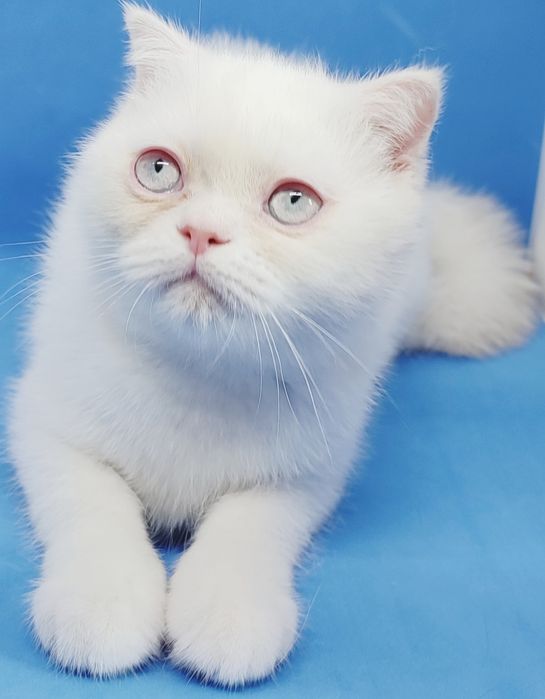 Скотиш страйт, шотландский, короткошерстный