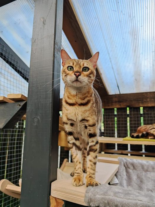 Kotka bengalska DOROSŁA bengalski