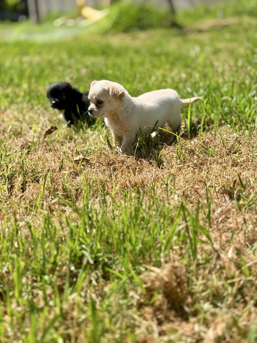 Chihuahua pelo longo com LOP