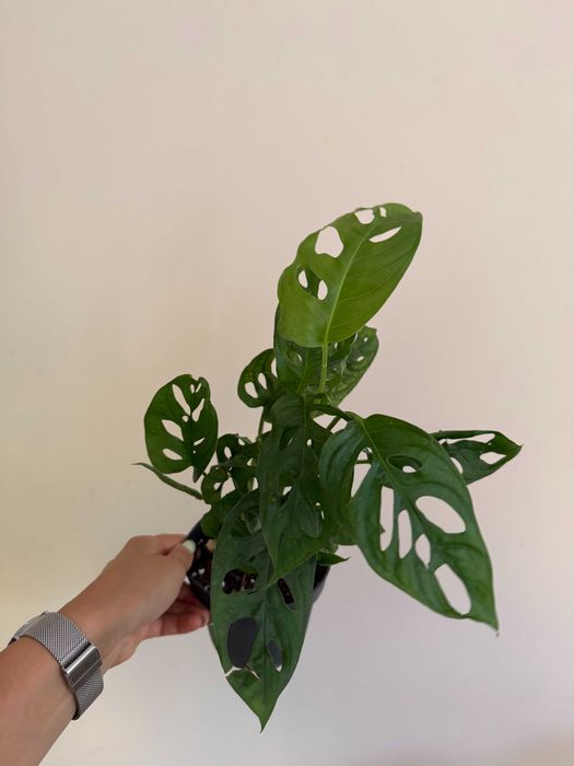 Planta Monstera Adansonii