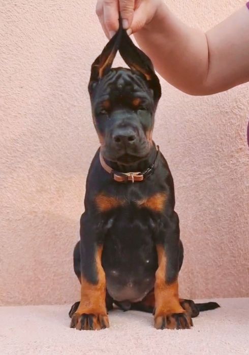 Щенки добермана, цуценята добермана, ТОП доберман, доставка, купировка