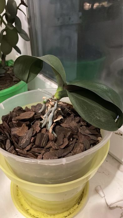 Продам Цветы Орхидеи