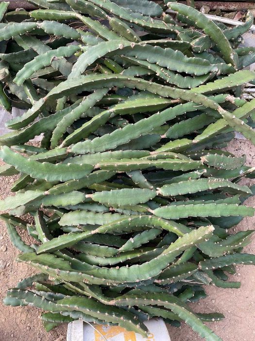 Mudas/plantas fruta dragão