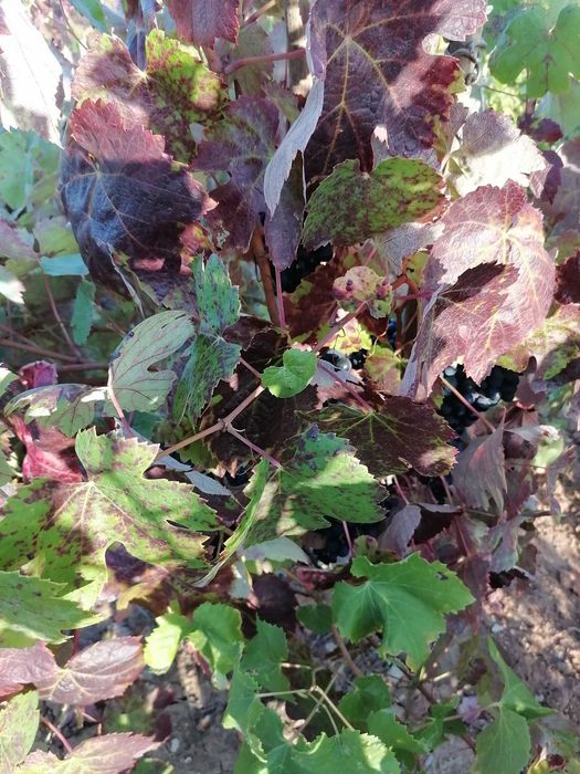 Venda de uvas – aprox. 900 kg | Fernão Pires, Carascalho e outras castas