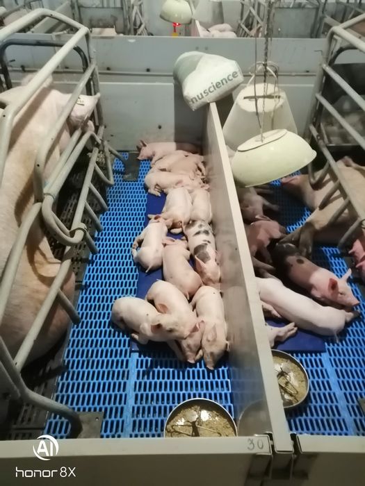 Спермадози від хряків Велика Біла,Ландрас,Пьетрен,Maxter304,Дюрок.