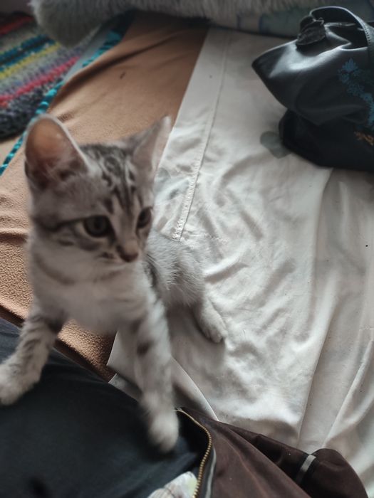 Віддам котика у добрі руки