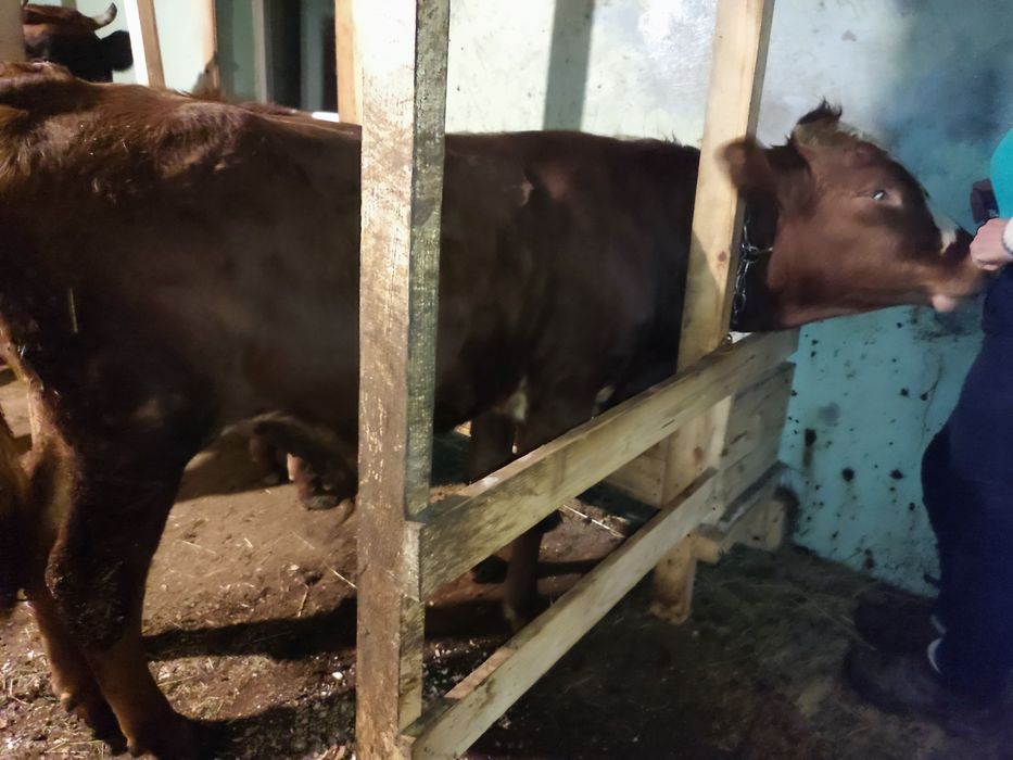 Продаю бичка , 9 місяців