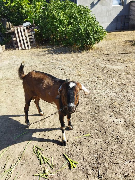 Продам козлика, козу, козенята англо нубійський цап Херсон