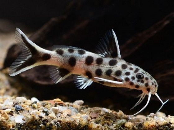 Синодонтис Рибка акваріумна