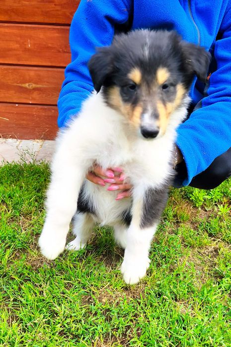 Owczarek Szkocki Collie długowłosy chłopczyk Gotowy do Odbioru